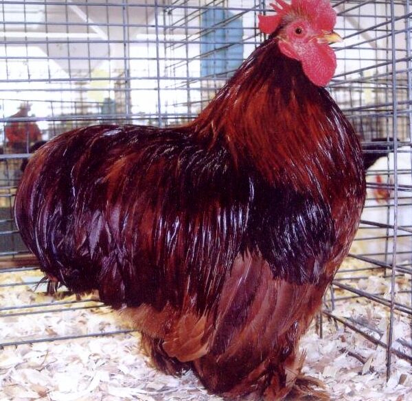 Red Cochin Bantam - Female