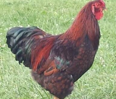Available Black Laced Red Wyandotte Chicken