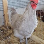 Lavender Orpington Chicken For Sale