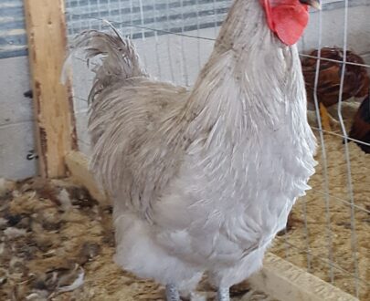 Lavender Orpington Chicken For Sale