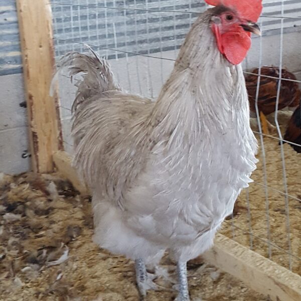 Lavender Orpington Chicken - Female