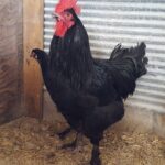 Available French Black Marans Chicken