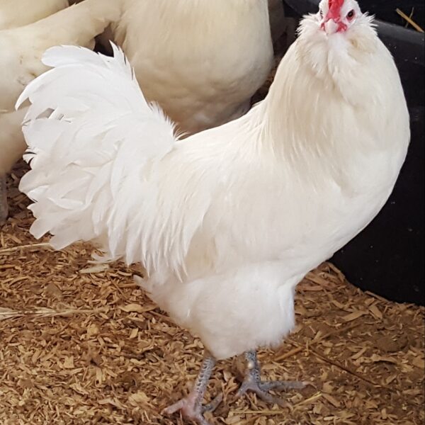 White Ameraucanas Chicken - Female