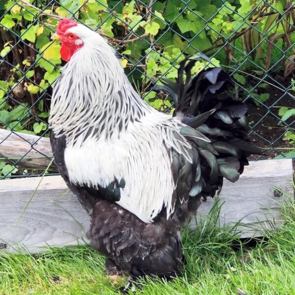 Dark Brahma Chicken - Female
