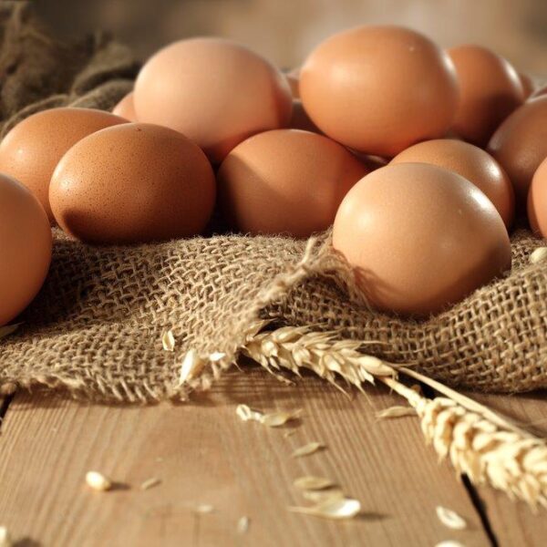 French Black Copper Marans Hatching Eggs