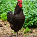 Black Jersey Giant Chicken For Sale