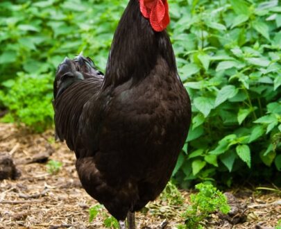 Black Jersey Giant Chicken For Sale