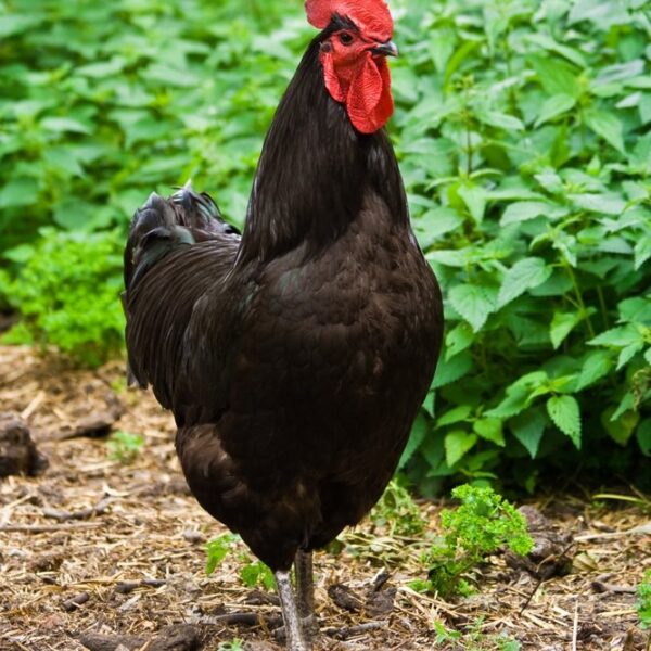 Black Jersey Giant Chicken - Female