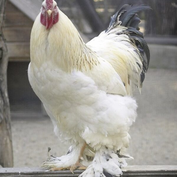 Light Brahma Chicken - Female