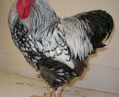 Buy Black Laced Silver Wyandotte Chicken