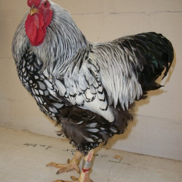 Black Laced Silver Wyandotte Chicken - Female