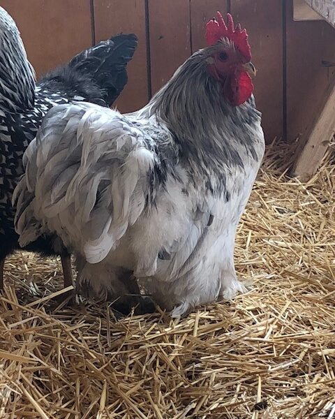 Splash Cochin Bantam - Male