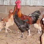Available French Wheaten Marans Chicken