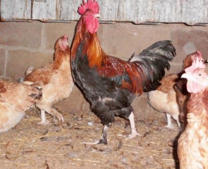 Available French Wheaten Marans Chicken
