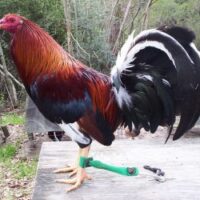 gilmore gamefowl Near Me