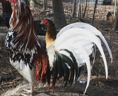 morgan whitehackle for sale