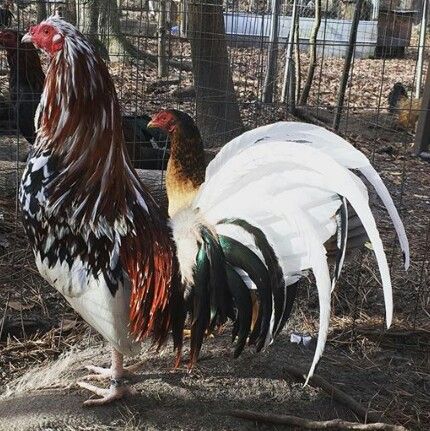 morgan whitehackle for sale