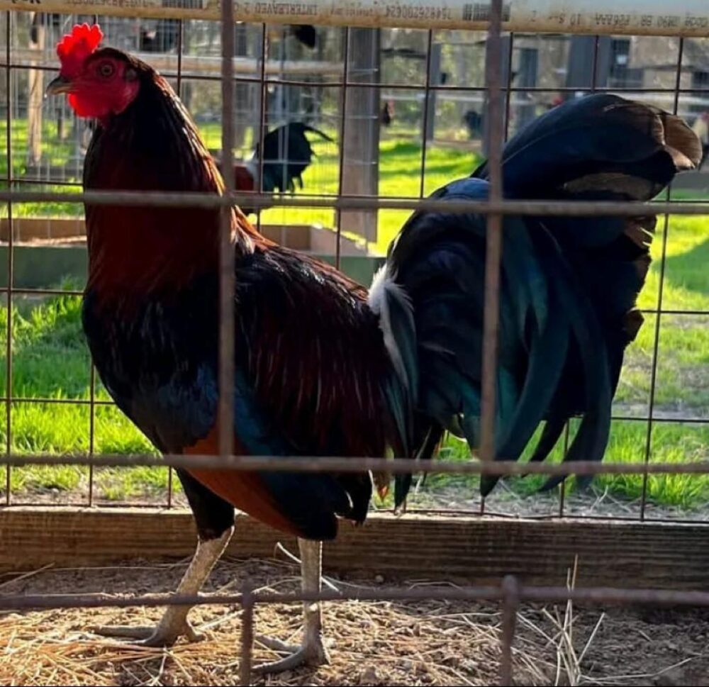 buy gilmore gamefowl