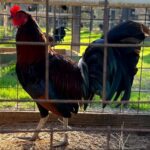 buy gilmore gamefowl