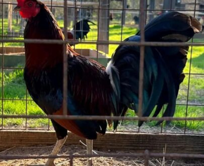 buy gilmore gamefowl