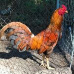 Buy Golden Sail Gamefowl