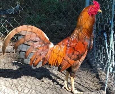 Buy Golden Sail Gamefowl