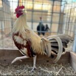 shop golden snail gamefowl