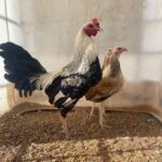 Cheapest jeo goode grey