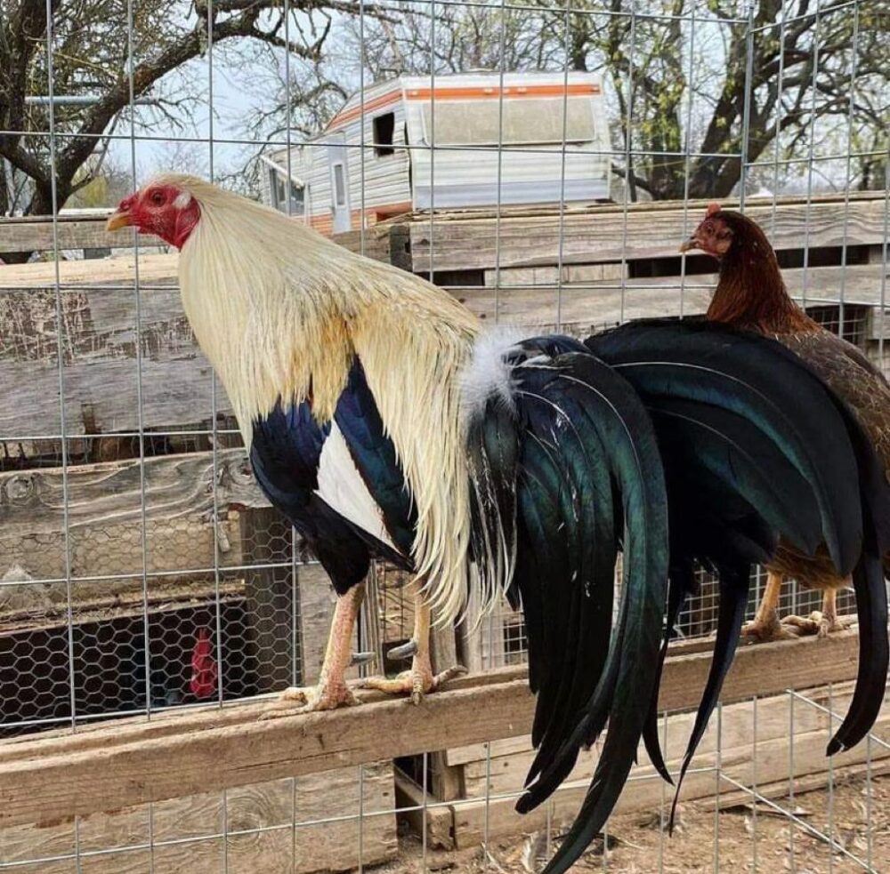 Buy law grey gamefowl