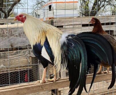 Buy law grey gamefowl