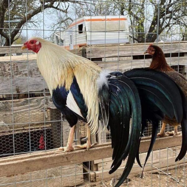 Buy law grey gamefowl