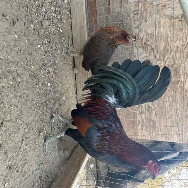 leiper gamefowl Near Me