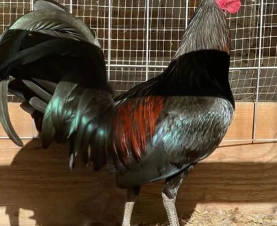 Mcrea Gamefowl for sale