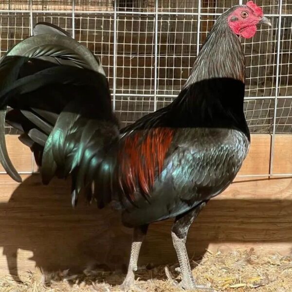 Mcrea Gamefowl for sale