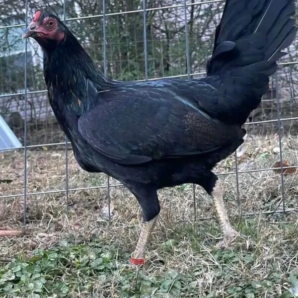 buy Mcrea Hen