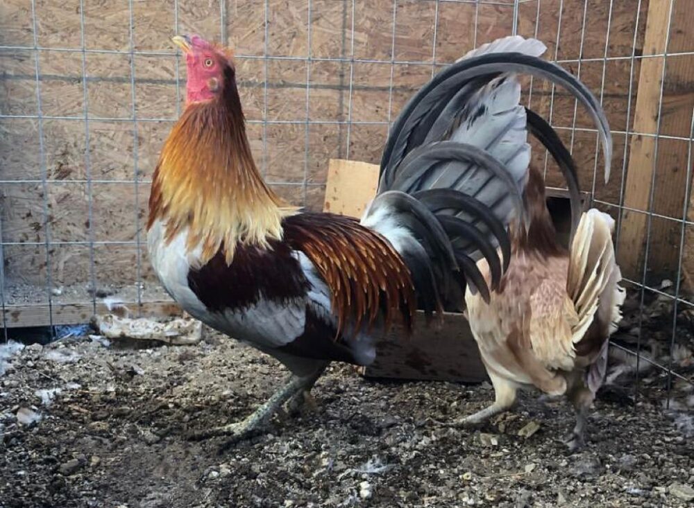 buy Minnie Blues gamefowl