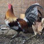 buy Minnie Blues gamefowl