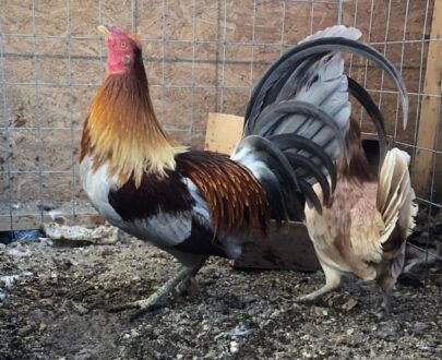 buy Minnie Blues gamefowl