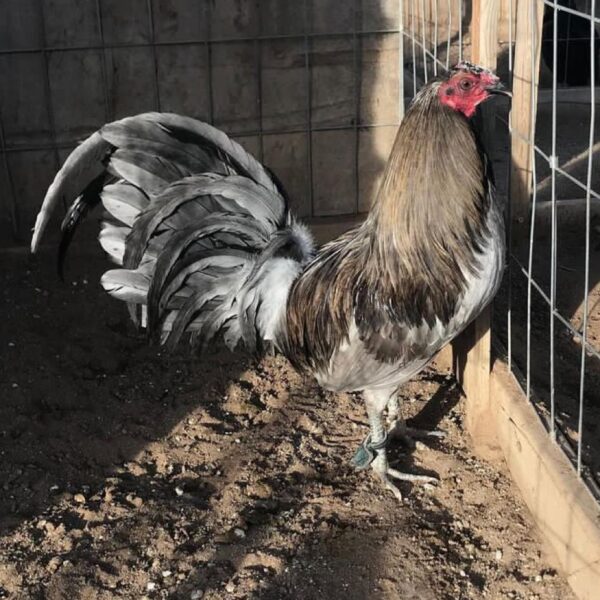 buy mug gamefowl