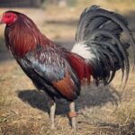 kelso gamefowl for sale