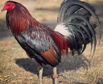kelso gamefowl for sale