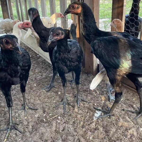 Cheapest peruvian gamefowl