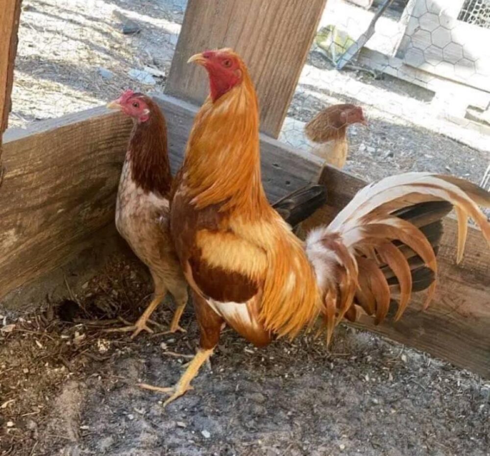Best pumpkin hulsey gamefowl