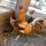 Best pumpkin hulsey gamefowl