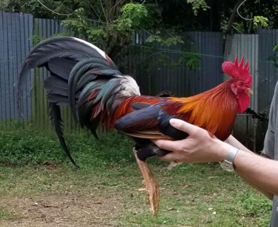 Radio Gamefowl for sale