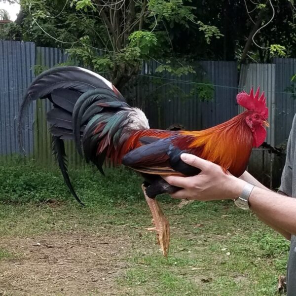 Radio Gamefowl for sale