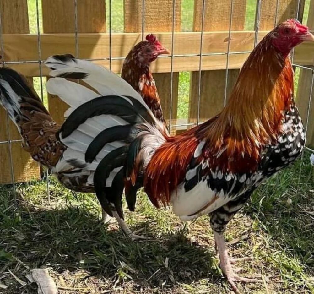Order Spangle hatch Pair