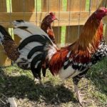 Order Spangle hatch Pair