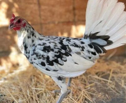 buy splash mug pullet