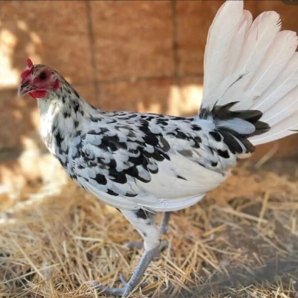 buy splash mug pullet